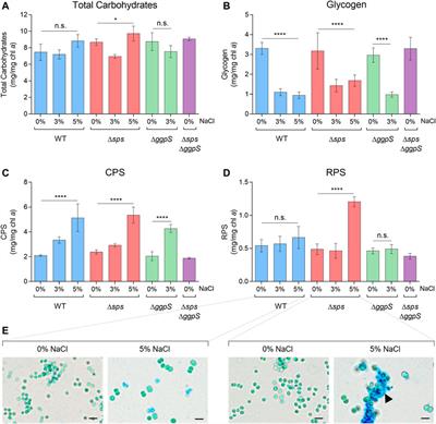 Heterologous Production of Glycine Betaine Using Synechocystis sp. PCC 6803-Based Chassis Lacking Native Compatible Solutes